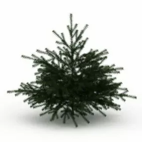 Dwarf Cedar Tree 3d model