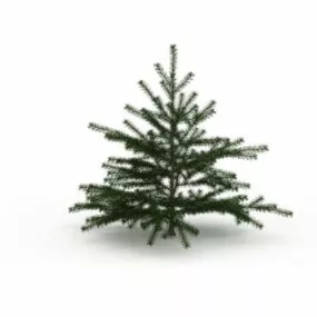 Cyprus Cedar Tree 3d model