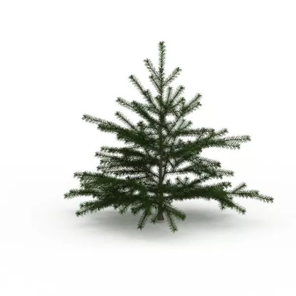 Cyprus Cedar Tree 3d model Cyprus Cedar Tree 3d model