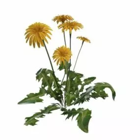Dandelion Plant With Flowers 3d model