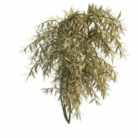 Dappled Willow Plant 3d model