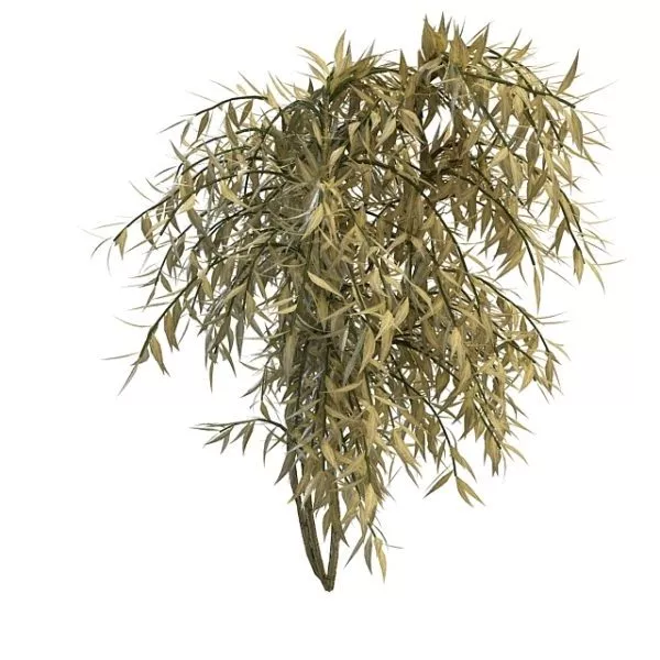 Dappled Willow Plant 3d model Dappled Willow Plant 3d model