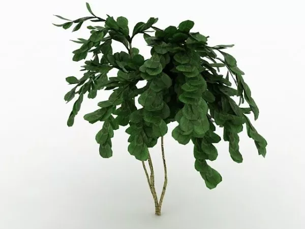 Deciduous Tree For Garden Landscape 3d model Deciduous Tree For Garden Landscape 3d model