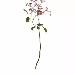 Scarlet Sage Flower 3d model