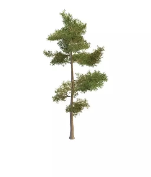 Russian Pine 3d model Russian Pine 3d model
