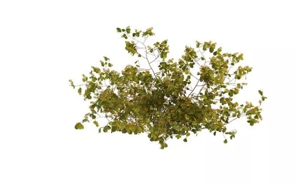 Red Berry Bushes Plant 3d model