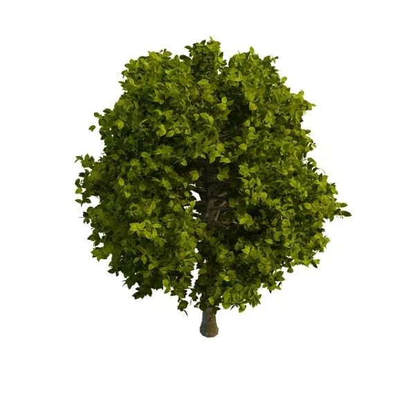 Lefty Big Tree 3d model Lefty Big Tree 3d model