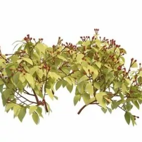 Shrub With Red Berry 3d model