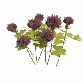 Pink Clover Flowers 3d model
