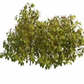 Red Berry Shrub 3d model