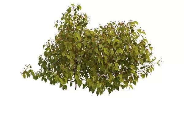 Monrovia Shrub Plant 3d model
