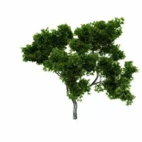 Ornamental Maple Tree 3d model