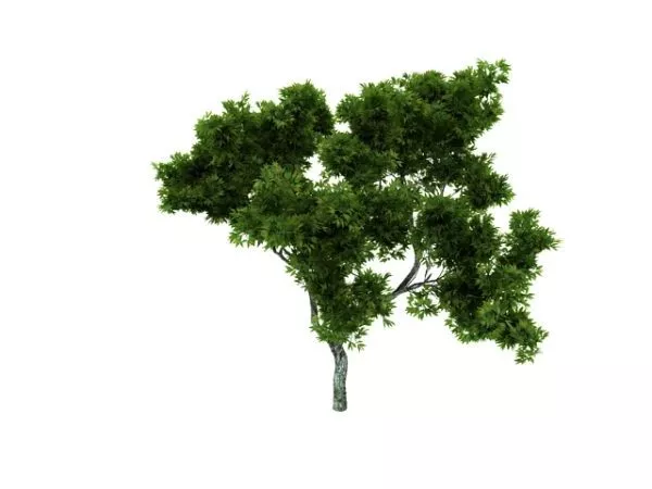 Ornamental Maple Tree 3d model Ornamental Maple Tree 3d model