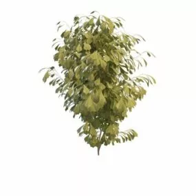 Shrub Plants For Landscaping 3d model