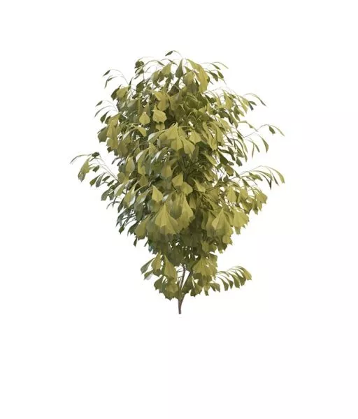 Shrub Plants For Landscaping 3d model Shrub Plants For Landscaping 3d model