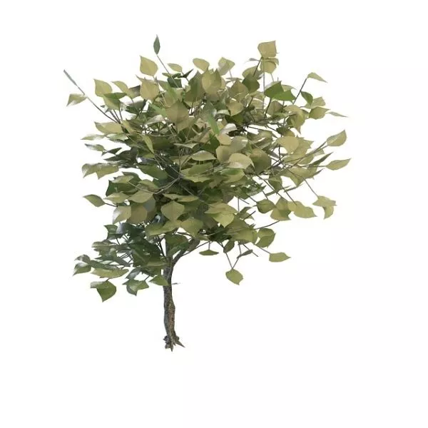 Dwarf Shrubs For Landscaping 3d model Dwarf Shrubs For Landscaping 3d model