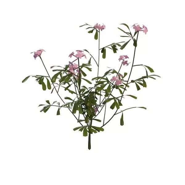 Pink Flowering Herb 3d model Pink Flowering Herb 3d model