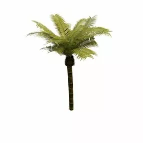Palm Tree 3d model