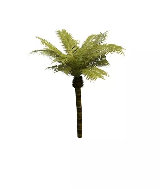 Palm Tree 3d model Palm Tree 3d model