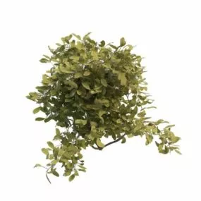 Green Shrubs For Landscaping 3d model