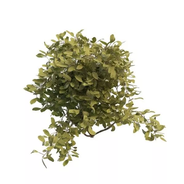 Red Berry Bushes Plant 3d model