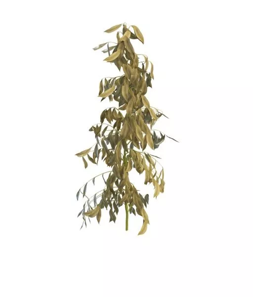 Withered Tree Branch 3d model Withered Tree Branch 3d model