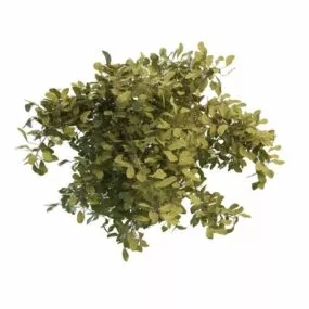 Evergreen Dwarf Shrubs 3d model