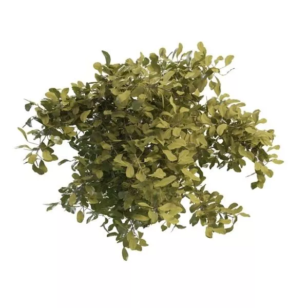 Evergreen Dwarf Shrubs 3d model Evergreen Dwarf Shrubs 3d model