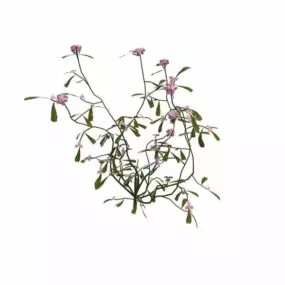 Pink Flowering Herb 3d model