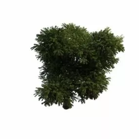 Flourishing Tree 3d model