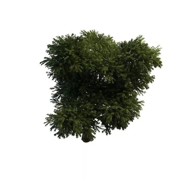Flourishing Tree 3d model Flourishing Tree 3d model