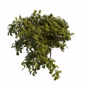 Summer Tree Branch 3d model