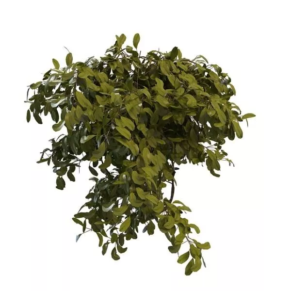 Summer Tree Branch 3d model Summer Tree Branch 3d model