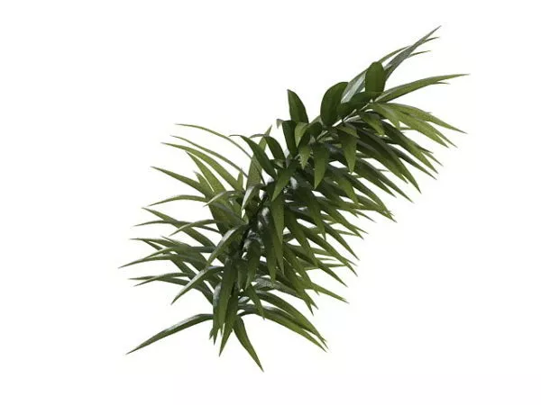 Golden Weeping Willow Branch 3d model Golden Weeping Willow Branch 3d model