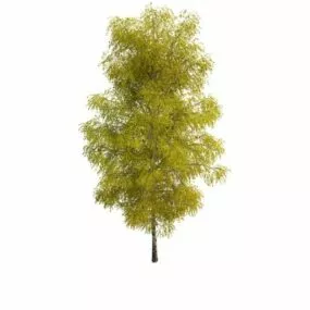 Spring Birch Tree 3d model