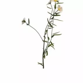 Herb Plant With Flowers 3d model