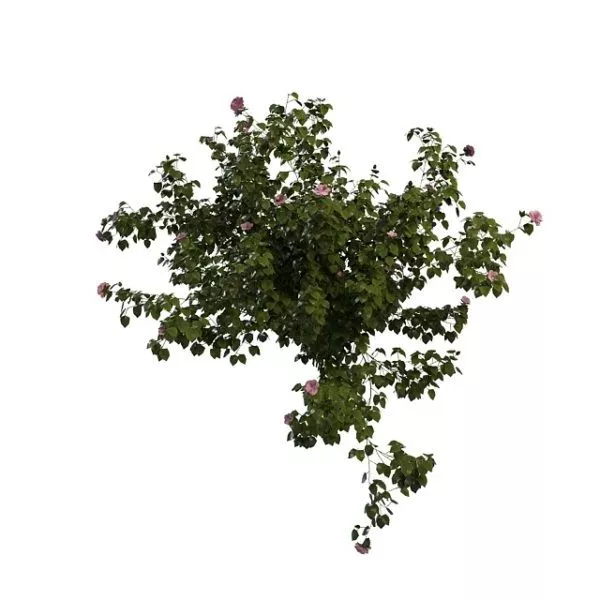Flowering Hibiscus Tree 3d model Flowering Hibiscus Tree 3d model