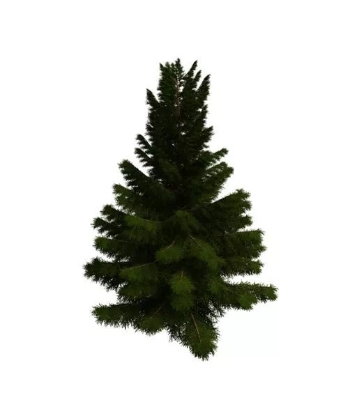 Realistic Christmas Pine Tree 3d model
