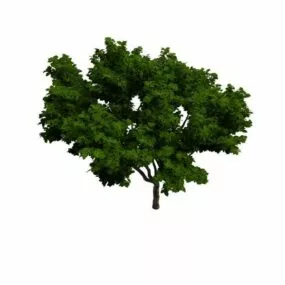 Summer Tree 3d model