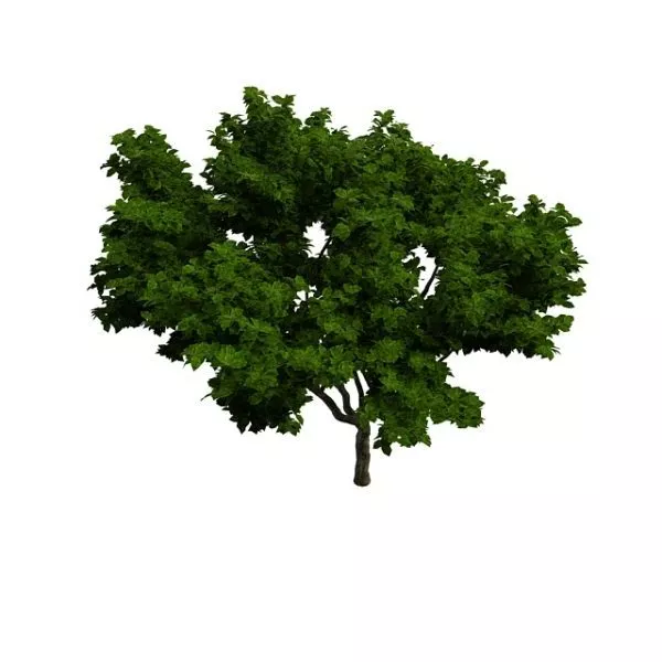 Summer Tree 3d model Summer Tree 3d model