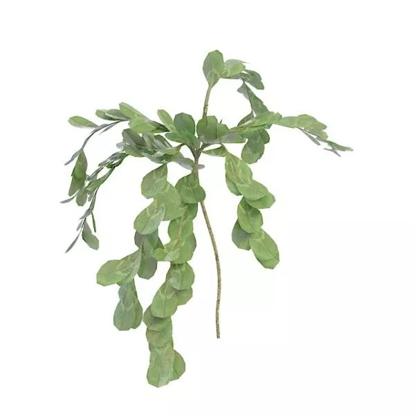 Round Leaf Herb 3d model Round Leaf Herb 3d model
