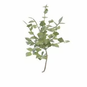 Broadleaf Tree Branch 3d model