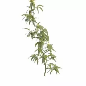 Branch With Yellow Flowers 3d model