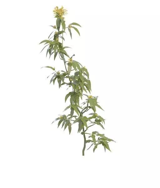 Branch With Yellow Flowers 3d model Branch With Yellow Flowers 3d model