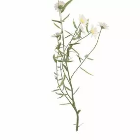 Flowering Grass Plant 3d model