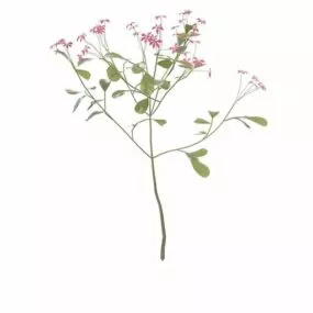 Small Red Flowering Shrub 3d model