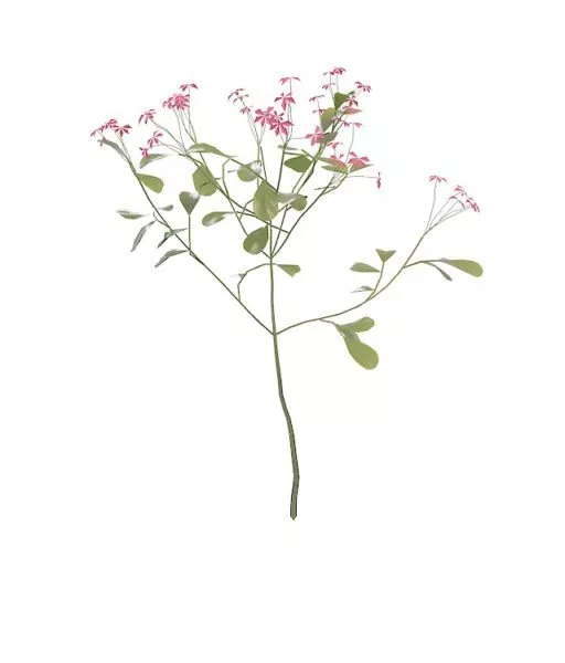 Monrovia Shrub Plant 3d model