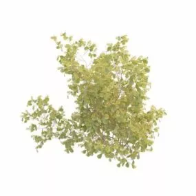 Yellow Berry Plant 3d model
