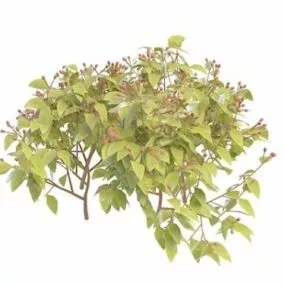 Red Berry Bush 3d model