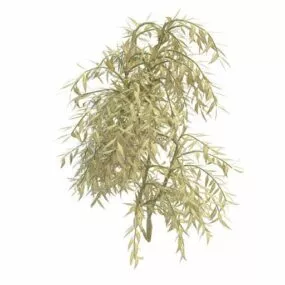 Evergreen Weeping Willow 3d model